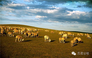 呼倫貝爾，不僅有最美的夏天，還有童話般的金秋——農(nóng)林牧漁的豐盈畫卷