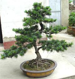 專業(yè)綠意，悅享空間 深圳電視臺(tái)攜手指定園藝公司打造高品質(zhì)室內(nèi)植物租擺與養(yǎng)護(hù)服務(wù)