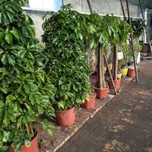 貴華園嶺南盆景種植中心 匠心守護(hù)綠意，專業(yè)妝點(diǎn)空間